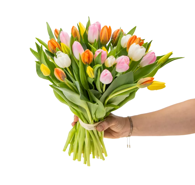 Bouquet of tulips